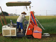 い草の刈り取り作業画像