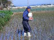 い草田での作業画像