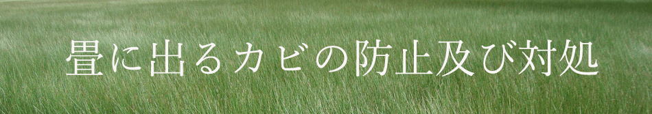 畳に出るカビの防止及び対処トップバナー