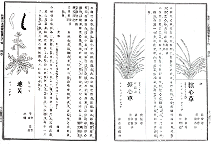 い草の薬草としての効果文書画像