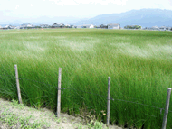 熊本県八代い草田