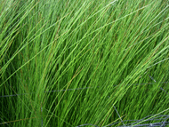 生い草のアップ画像