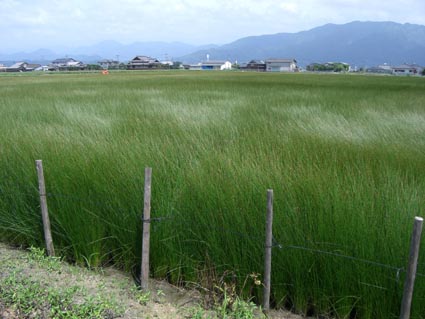 熊本県八代市い草田画像