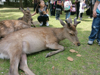 奈良の鹿画像1