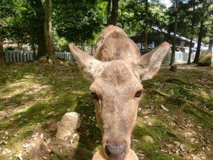 奈良の鹿画像2